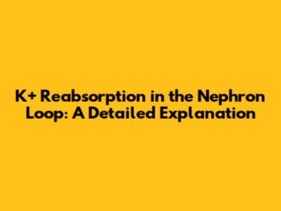K+ Reabsorption in the Nephron Loop: A Detailed Explanation