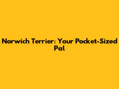 Norwich Terrier: Your Pocket-Sized Pal