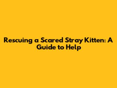 Rescuing a Scared Stray Kitten: A Guide to Help